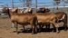 1X MEATMASTER PREGNANT EWE Collet Farming CC - 2