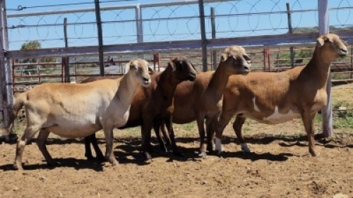 1X MEATMASTER PREGNANT EWE Collet Farming CC