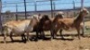 1X MEATMASTER PREGNANT EWE Collet Farming CC