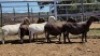 1X MEATMASTER PREGNANT EWE Collet Farming CC