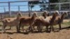 1X MEATMASTER PREGNANT EWE Collet Farming CC