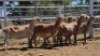 1X MEATMASTER PREGNANT EWE Collet Farming CC - 2