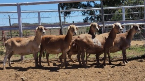 1X MEATMASTER PREGNANT EWE Collet Farming CC