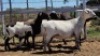 1X MEATMASTER PREGNANT EWE Collet Farming CC