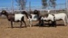 1X MEATMASTER PREGNANT EWE Collet Farming CC - 2