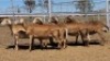 1X MEATMASTER EWE Collet Farming CC