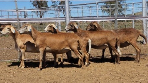 1X MEATMASTER PREGNANT EWE Collet Farming CC