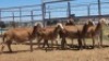 1X MEATMASTER PREGNANT EWE Collet Farming CC - 2