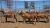 1X MEATMASTER PREGNANT EWE Collet Farming CC - 3