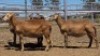 1X MEATMASTER PREGNANT EWE Collet Farming CC - 2