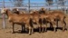 1X MEATMASTER PREGNANT EWE Collet Farming CC