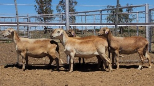 1X MEATMASTER EWE Collet Farming CC