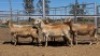 1X MEATMASTER PREGNANT EWE Collet Farming CC