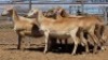 1X MEATMASTER PREGNANT EWE Collet Farming CC - 2