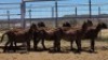 1X MEATMASTER EWE Collet Farming CC - 2