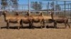 1X MEATMASTER PREGNANT EWE Collet Farming CC