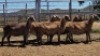 1X MEATMASTER PREGNANT EWE Collet Farming CC - 2