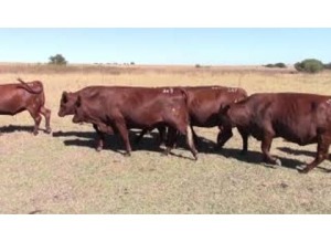 LOT 247 8 X COWS PREGNANT / KOEIE DRAGTIG (Per stuk om lot te neem)