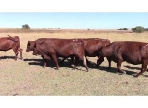 LOT 247 8 X COWS PREGNANT / KOEIE DRAGTIG (Per stuk om lot te neem)