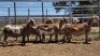 1X MEATMASTER PREGNANT EWE Collet Farming CC - 2