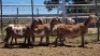 1X MEATMASTER EWE Collet Farming CC