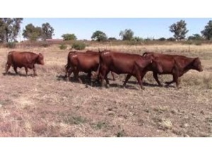 LOT 231 7 X HEIFERS PREGNANT OR ALREADY CALVED /VERSE SWAAR DRAGTIG OF REEDS GEKALF (Per stuk om lot te neem)