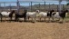 1X MEATMASTER EWE Collet Farming CC