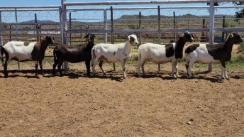 1X MEATMASTER PREGNANT EWE Collet Farming CC