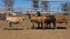 1X MEATMASTER PREGNANT EWE Collet Farming CC