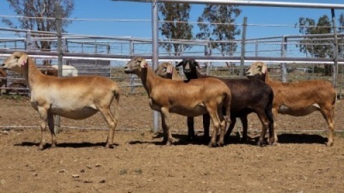 1X MEATMASTER EWE Collet Farming CC