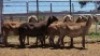 1X MEATMASTER PREGNANT EWE Collet Farming CC - 2
