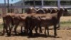 1X MEATMASTER EWE Collet Farming CC - 2