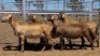 1X MEATMASTER PREGNANT EWE Collet Farming CC