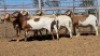 1X MEATMASTER EWE Collet Farming CC - 3