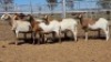 1X MEATMASTER EWE Collet Farming CC - 2