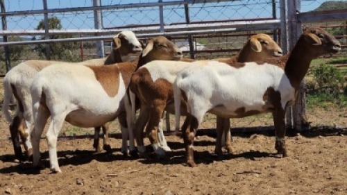 1X MEATMASTER PREGNANT EWE Collet Farming CC