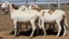 1X MEATMASTER EWE Collet Farming CC - 2