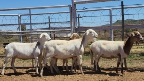 1X MEATMASTER EWE Collet Farming CC
