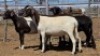 1X MEATMASTER PREGNANT EWE Collet Farming CC - 2