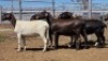 1X MEATMASTER EWE Collet Farming CC