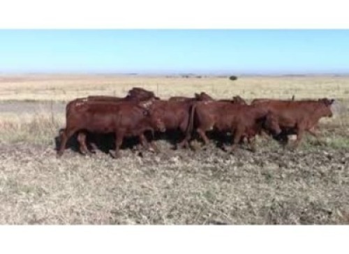 LOT 256 8 X HEIFERS READY FOR BULL / VERSE GEREED VIR BUL (Per stuk om lot te neem)