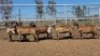 1X MEATMASTER PREGNANT EWE Collet Farming CC