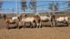 1X MEATMASTER EWE Collet Farming CC - 2