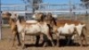 1X MEATMASTER EWE Collet Farming CC - 3
