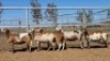 1X MEATMASTER EWE Collet Farming CC
