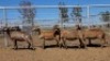 1X MEATMASTER PREGNANT EWE Collet Farming CC