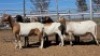 1X MEATMASTER PREGNANT EWE Collet Farming CC