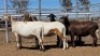 1X MEATMASTER PREGNANT EWE Collet Farming CC - 2
