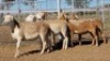 1X MEATMASTER PREGNANT EWE Collet Farming CC