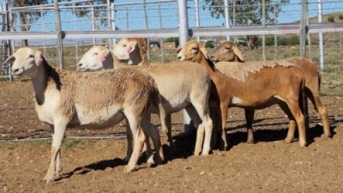 1X MEATMASTER EWE Collet Farming CC